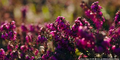Heathers – cultivation, requirements and use in the garden