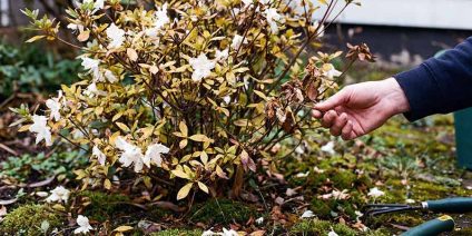 Żółte liście azalii japońskich – przyczyny i leczenie