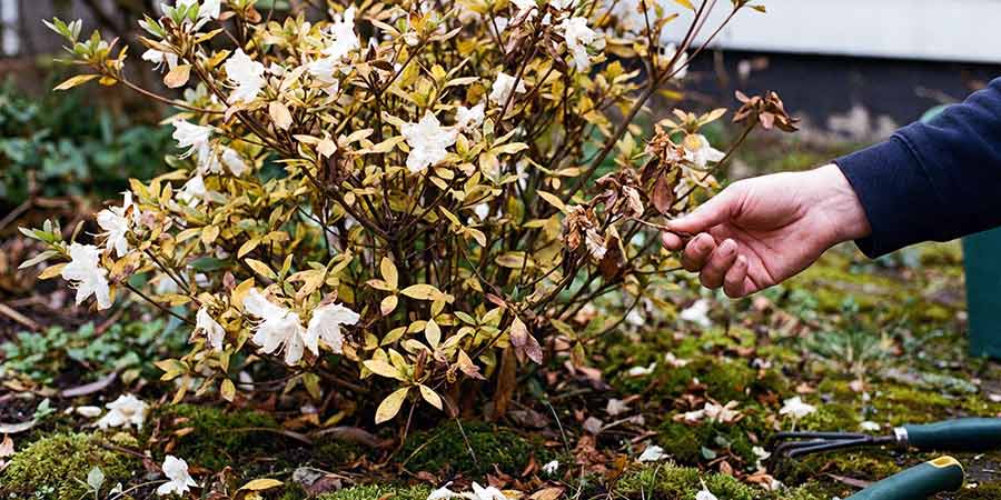 Żółte liście azalii japońskich – przyczyny i leczenie