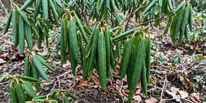 Zwinięte liście rododendronu – przyczyny i jak leczyć?