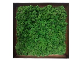 Obraz z mchu chrobotka Moss Green w ramie z drewna 60x60cm