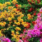 Azalie wielkokwiatowe miniaturka