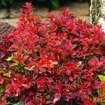 Berberysy miniaturka