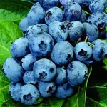 Borówki amerykańskie miniaturka