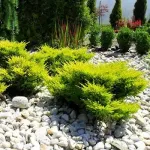 Rośliny iglaste miniaturka