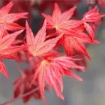 Klony palmowe miniaturka