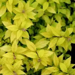 Rośliny liściaste miniaturka