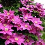 Powojniki miniaturka