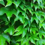 Pozostałe liściaste miniaturka