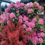 Różaneczniki miniaturka