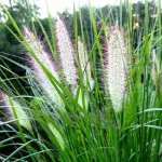 Trawy ozdobne miniaturka