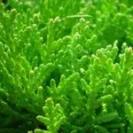 Żywotniki miniaturka