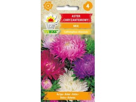 Nasiona Aster Chryzantemowy wysoki mieszanka 1g