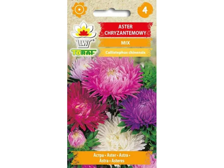 Nasiona Aster Chryzantemowy wysoki mieszanka 1g