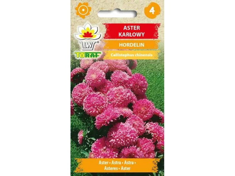 Nasiona Aster karłowy Hordelin 1g