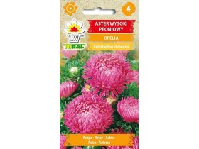 Nasiona Aster peoniowy wysoki Ofelia 1g