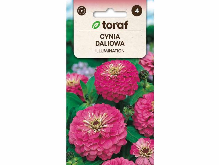 Nasiona Cynia daliowa ILLUMINATION 1g