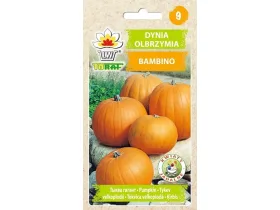 Nasiona Dynia Bambino 5g