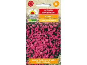 Nasiona Goździk Kropkowany różowy 0,3g