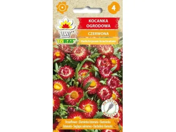 Nasiona Kocanka ogrodowa czerwona 0,5g