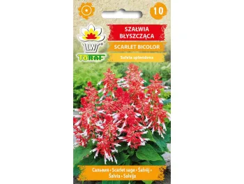 Nasiona Szałwia błyszcząca Scarlet Bicolor 10 szt.