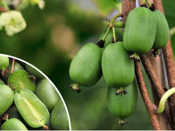 Aktinidia ostrolistna VITIKIWI® + zapylacz Weiki M