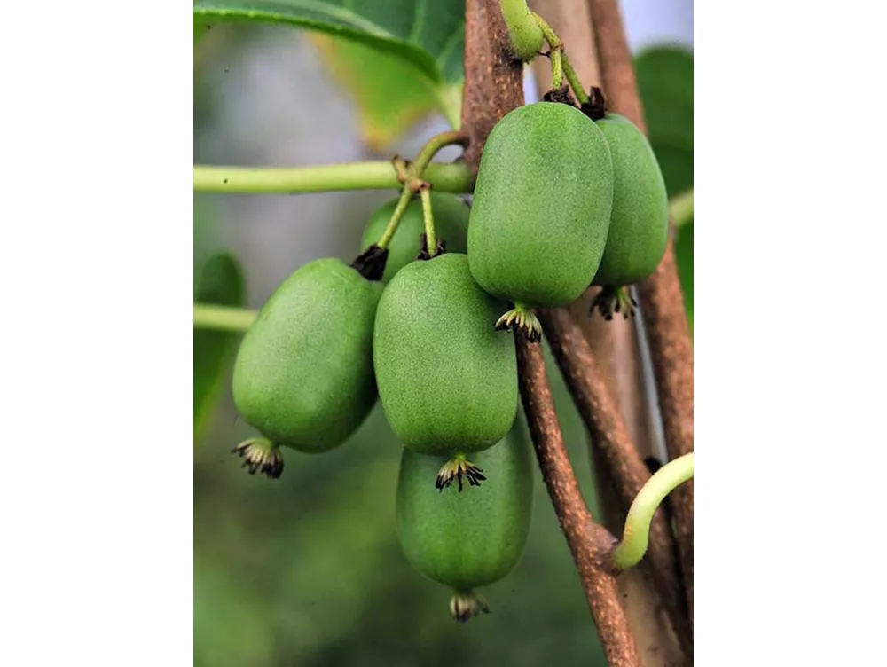 Viti Kiwi () Viti Kiwi