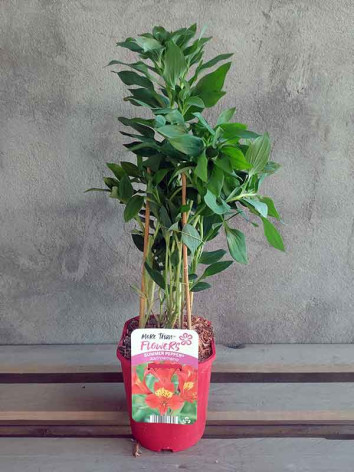 Alstremeria SUMMER PEPPER Tessumpep PBR