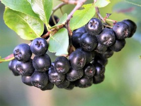 Aronia czarna