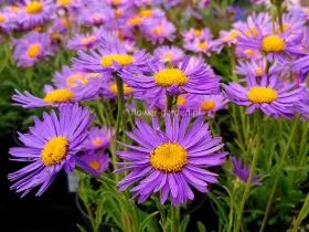 Aster alpejski Dunkle Schöne