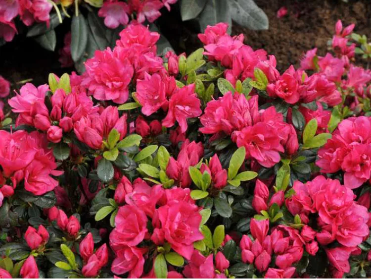 Azalea japonica Canzonetta