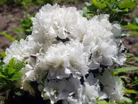 Azalea japonica Cita