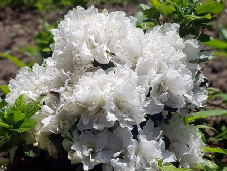 Azalea japonica Cita