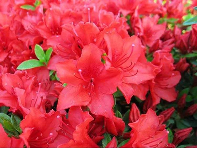 Azalea japonica Estrella
