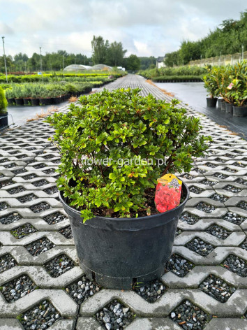 Azalea japonica Geisha Orange
