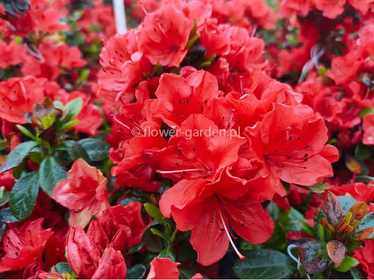 Azalea japonica Geisha Orange