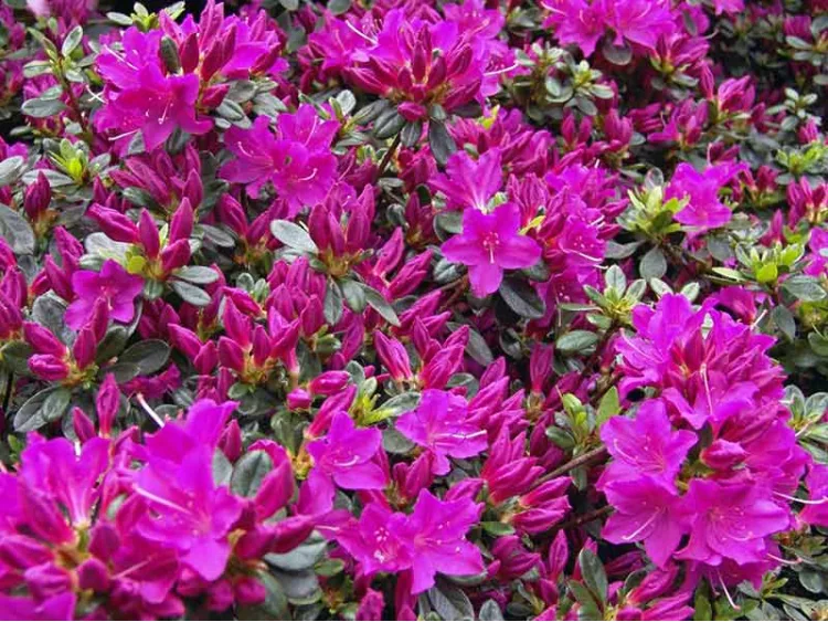 Azalea japonica Hans scholl