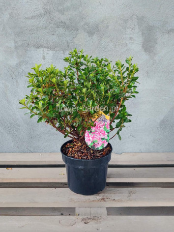 Azalia japońska Kermesina Rose