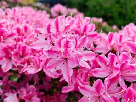 Azalea japonica Kermesina Rose