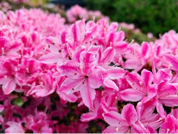 Azalea japonica Kermesina Rose
