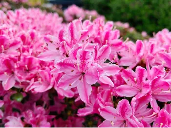 Azalea japonica Kermesina Rose
