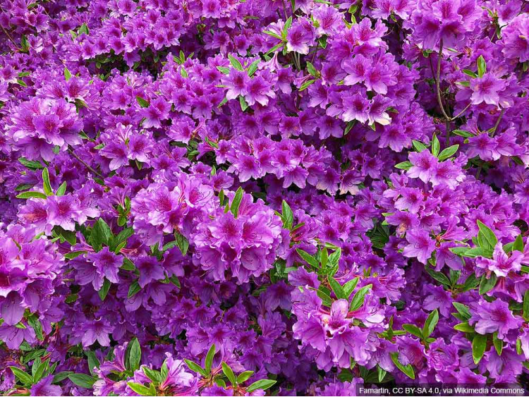 Azalia japońska Königstein