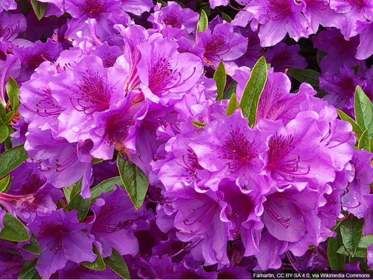 Azalia japońska Königstein