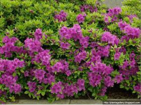 Azalia japońska Königstein