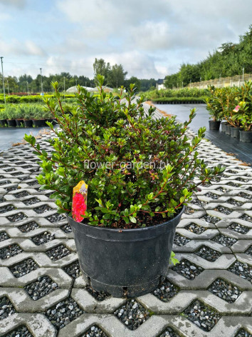Azalea japonica Maruschka