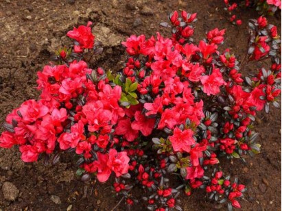 Azalea japonica Maruschka