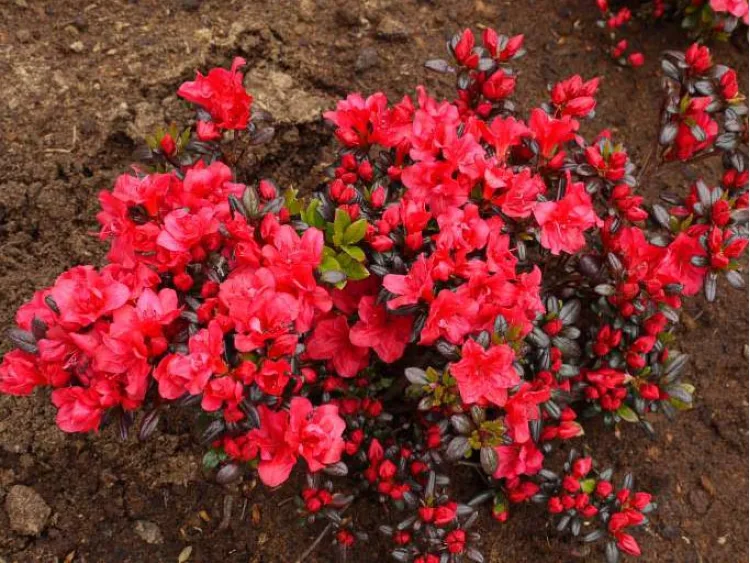 Azalea japonica Maruschka