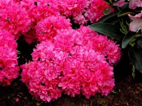 Azalea japonica Melina