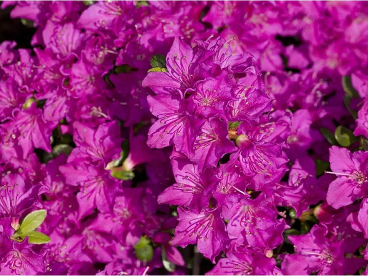 Azalea japonica Purpurtraum