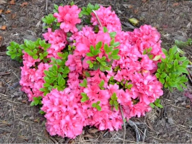 Azalea japonica Rokoko